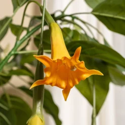 Homeville Kunstig Daturatræ orange 100 cm