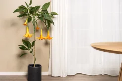 Homeville Kunstig Daturatræ orange 140 cm