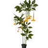 Homeville Kunstig Daturatræ orange 160 cm