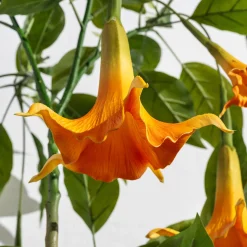 Homeville Kunstig Daturatræ orange 160 cm