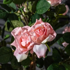 Homeville Kunstig Rosetræ lyserød 160 cm