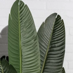Homeville Kunstig strelitzia plante 160cm